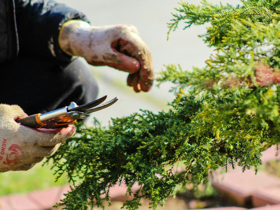 Strauchschnitt mit der Gartenschere